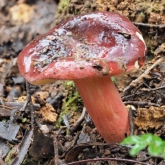 Russula sp. (Russula) at Namadgi National Park - 14 May 2022 by KenT