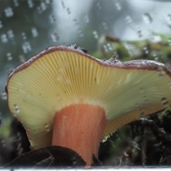 Russula sp. (genus) at Cotter River, ACT - 14 May 2022 10:28 AM