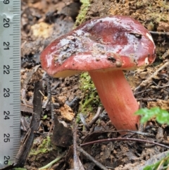 Russula sp. (genus) at Cotter River, ACT - 14 May 2022 10:28 AM