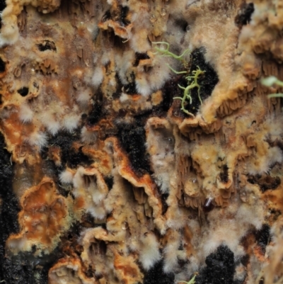 Unidentified Other non-black fungi  at Cotter River, ACT - 14 May 2022 by KenT