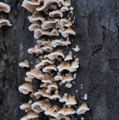 Stereum sp. at Cotter River, ACT - 14 May 2022 by KenT