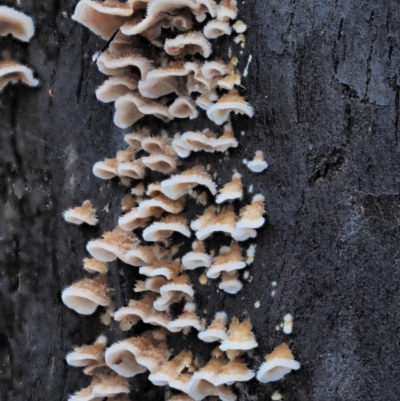 Stereum sp. at Namadgi National Park - 14 May 2022 by KenT