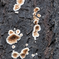 Stereum sp. at Cotter River, ACT - 14 May 2022