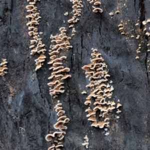 Stereum sp. at Cotter River, ACT - 14 May 2022 10:21 AM