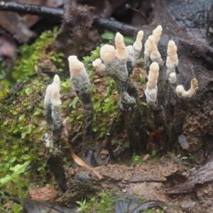Xylaria 'hypoxylon group' at Cotter River, ACT - 14 May 2022