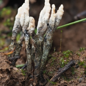 Xylaria 'hypoxylon group' at Cotter River, ACT - 14 May 2022