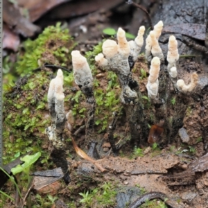 Xylaria 'hypoxylon group' at Cotter River, ACT - 14 May 2022