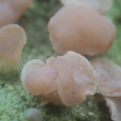 Baeomyces heteromorphus at Cotter River, ACT - 2 May 2022