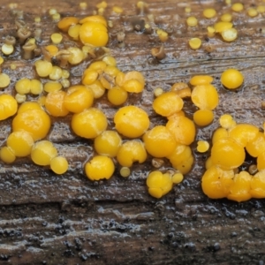 Bisporella citrina at Cotter River, ACT - 2 May 2022