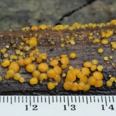 Bisporella citrina at Cotter River, ACT - 2 May 2022