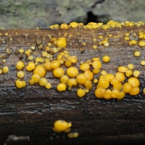 Bisporella citrina at Cotter River, ACT - 2 May 2022