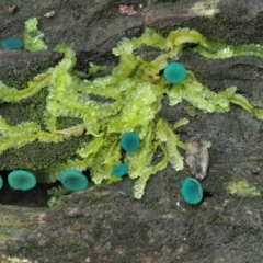 Chlorociboria (An elfcup fungus) at Cotter River, ACT - 2 May 2022 by KenT