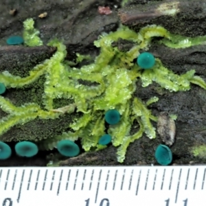 Chlorociboria at Cotter River, ACT - 2 May 2022