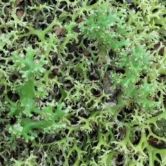 Cladia aggregata (A lichen) at Cotter River, ACT - 2 May 2022 by KenT