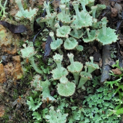 Cladonia sp. (genus) (Cup Lichen) at Cotter River, ACT - 2 May 2022 by KenT