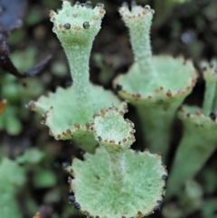 Cladonia sp. (genus) at Cotter River, ACT - 2 May 2022 10:06 AM