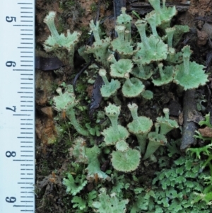 Cladonia sp. (genus) at Cotter River, ACT - 2 May 2022 10:06 AM