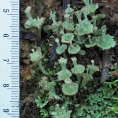 Cladonia sp. (genus) at Cotter River, ACT - 2 May 2022