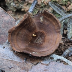 Coltricia sp. at Cotter River, ACT - 2 May 2022 by KenT