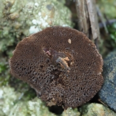 Coltricia sp. at Cotter River, ACT - 2 May 2022