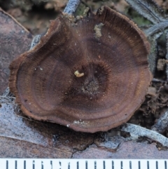 Coltricia sp. at Cotter River, ACT - 2 May 2022