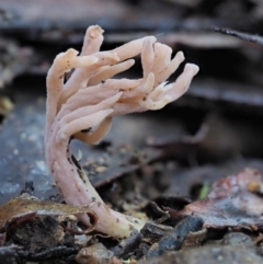 Clavulina sp. (A coral fungus) at Cotter River, ACT - 2 May 2022 by KenT