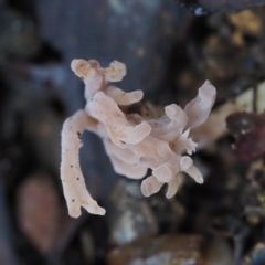 Clavulina sp. at Cotter River, ACT - 2 May 2022 09:20 AM