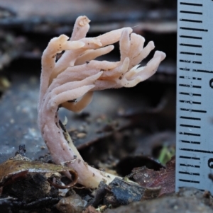 Clavulina sp. at Cotter River, ACT - 2 May 2022 09:20 AM