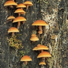 Gymnopilus sp. (Gymnopilus) at Cotter River, ACT - 2 May 2022 by KenT