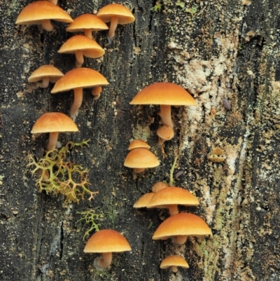 Gymnopilus sp. (Gymnopilus) at Cotter River, ACT - 2 May 2022 by KenT