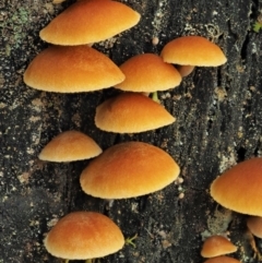 Gymnopilus sp. at Cotter River, ACT - 2 May 2022