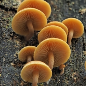 Gymnopilus sp. at Cotter River, ACT - 2 May 2022