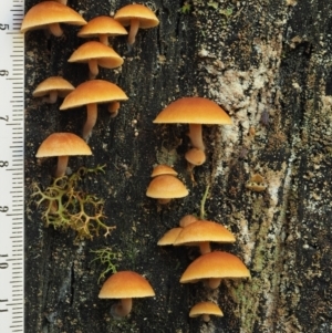 Gymnopilus sp. at Cotter River, ACT - 2 May 2022