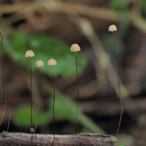 Marasmius crinisequi at Cotter River, ACT - 2 May 2022 12:17 PM