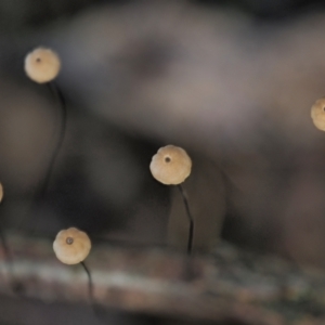 Marasmius crinisequi at Cotter River, ACT - 2 May 2022