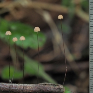 Marasmius crinisequi at Cotter River, ACT - 2 May 2022