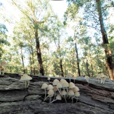 Mycena sp. ‘grey or grey-brown caps’ at Cotter River, ACT - 2 May 2022 by KenT