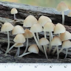 Mycena sp. ‘grey or grey-brown caps’ at Cotter River, ACT - 2 May 2022