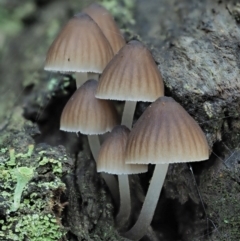 Mycena sp. ‘grey or grey-brown caps’ at Namadgi National Park - 2 May 2022 by KenT