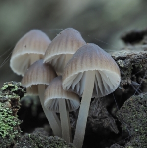 Mycena sp. ‘grey or grey-brown caps’ at Cotter River, ACT - 2 May 2022 11:10 AM