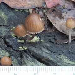 Mycena sp. ‘grey or grey-brown caps’ at Cotter River, ACT - 2 May 2022