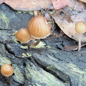 Mycena sp. ‘grey or grey-brown caps’ at Cotter River, ACT - 2 May 2022