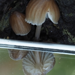 Mycena sp. ‘grey or grey-brown caps’ at Cotter River, ACT - 2 May 2022