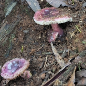 Russula 'purpureoflava group' at Cotter River, ACT - 2 May 2022