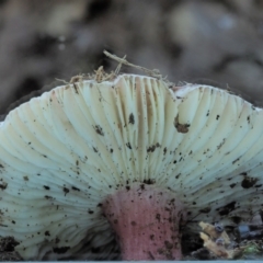 Russula 'purpureoflava group' at Cotter River, ACT - 2 May 2022