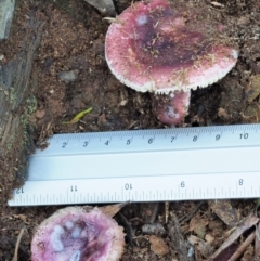 Russula 'purpureoflava group' at Cotter River, ACT - 2 May 2022