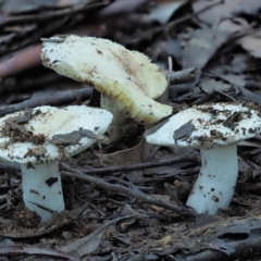 Russula sp. (Russula) at Cotter River, ACT - 1 May 2022 by KenT