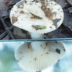 Russula sp. (genus) at Cotter River, ACT - 2 May 2022