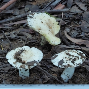 Russula sp. (genus) at Cotter River, ACT - 2 May 2022