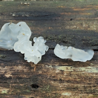 Tremella fuciformis (Snow Fungus) at Cotter River, ACT - 2 May 2022 by KenT